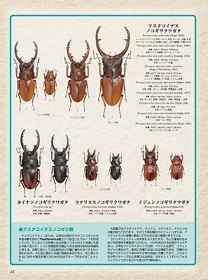 ビークワ４６号（BE・KUWA） 世界のノコギリクワガタ大特集