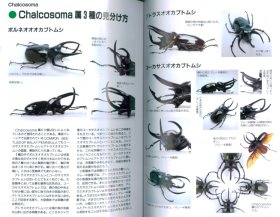 カブトムシの百科「カルコソマ属3種の見分け方」