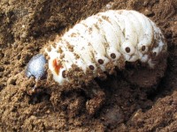 幼虫が良く食べ太るカブトムシ用マット