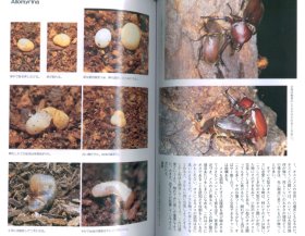 カブトムシの百科「国産カブトムシの産卵」
