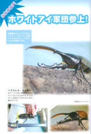 くわがたマガジン 18号[228]