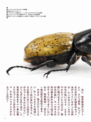 ビークワ32号 DVD付き[471]
