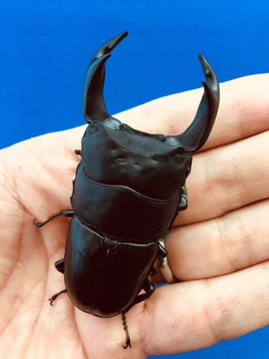 ���Y�I�I�N���@���ꌧ�_��S�_�钬�Y�@�V�Umm�؃A�@[652]