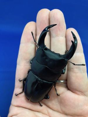 ���Y�I�I�N���@�R�����B��s�B�蒬�Y�@�V�Qmm�؃A�A[653]