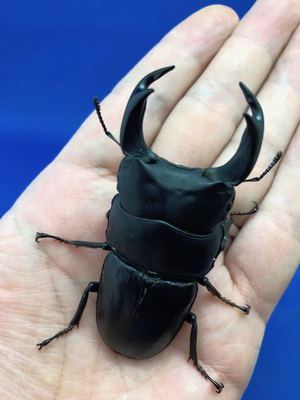 ���Y�I�I�N���@�R�����B��s�B�蒬�Y�@�V�Omm�؃A�@[654]