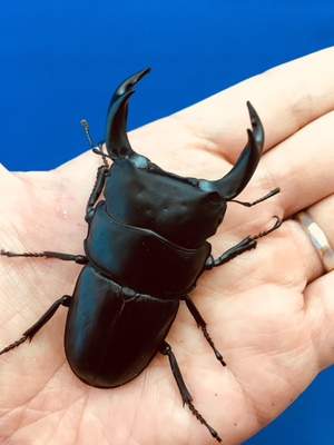 ���Y�I�I�N���@���ꌧ�_��S�_�钬�Y�@�V�Umm�؃A�C[655]