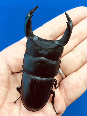 ���Y�I�I�N���@���ꌧ�_��S�_�钬�Y�@�V�Umm�؃A�D[656]