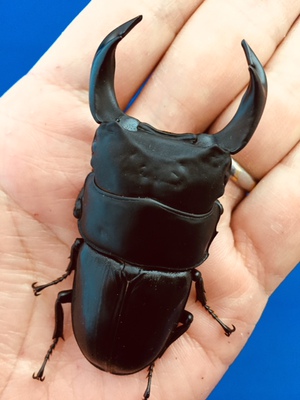 ���Y�I�I�N���@���ꌧ�_��S�_�钬�Y�@�V�Umm�؃A�E[657]