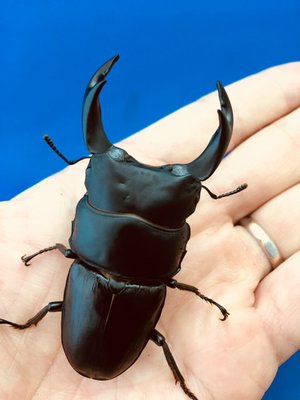 ���Y�I�I�N���@�R�����B��s��⒬�Y�@�V�Smm�؃A[658]