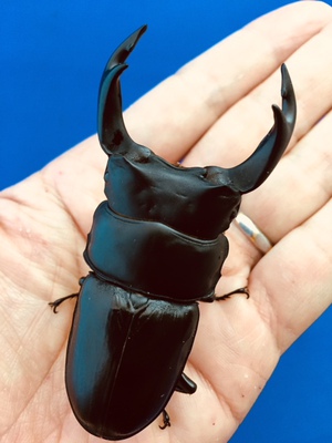 ���Y�I�I�N���@���쌧���̌S���㒬�Y�@�V�Xmm�؃A[659]