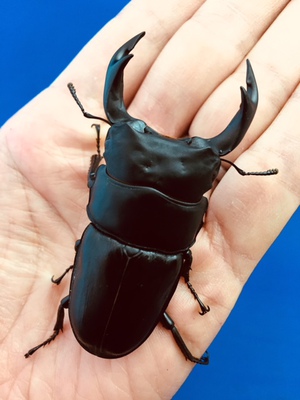 ���Y�I�I�N���@�����y�A[660]