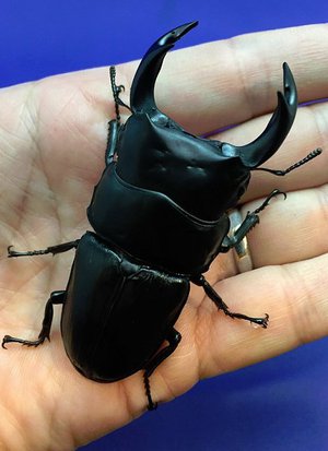 ���Y�I�I�N���@�R�����k�����S���쑺�Y�@�U�Wmm�؃A�@[661]