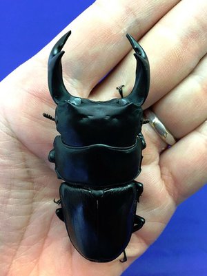 ���Y�I�I�N���@�R�����b��s�Y�@�V�Omm�y�A[662]