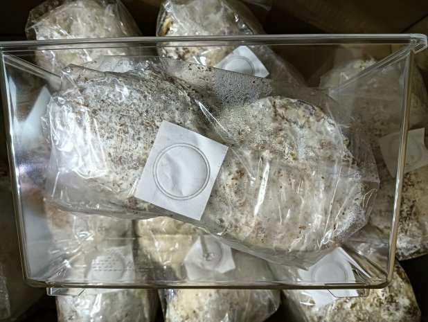 クワガタの産卵に有効な【菌糸カワラ材】販売 送料格安